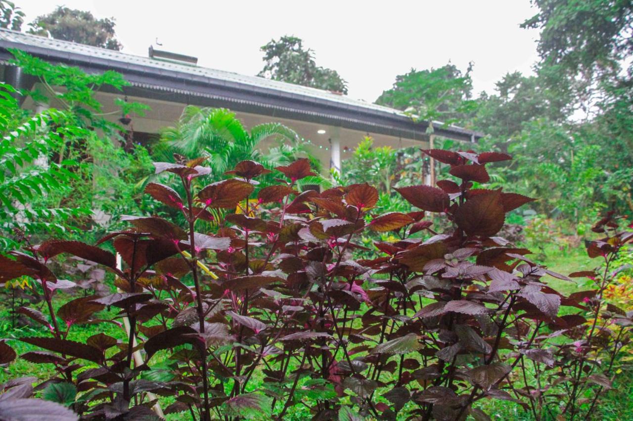 Sigiriya Mana B&B ภายนอก รูปภาพ